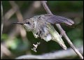 _3SB7658 rufous hummingbird female
